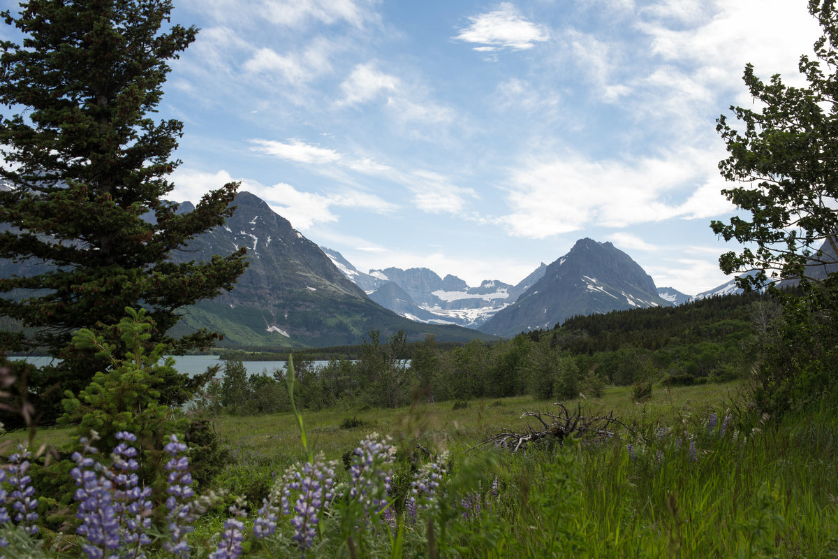 Mountain landscape with snow-capped peaks, a lake, green forest, and wildflowers under a partly cloudy sky